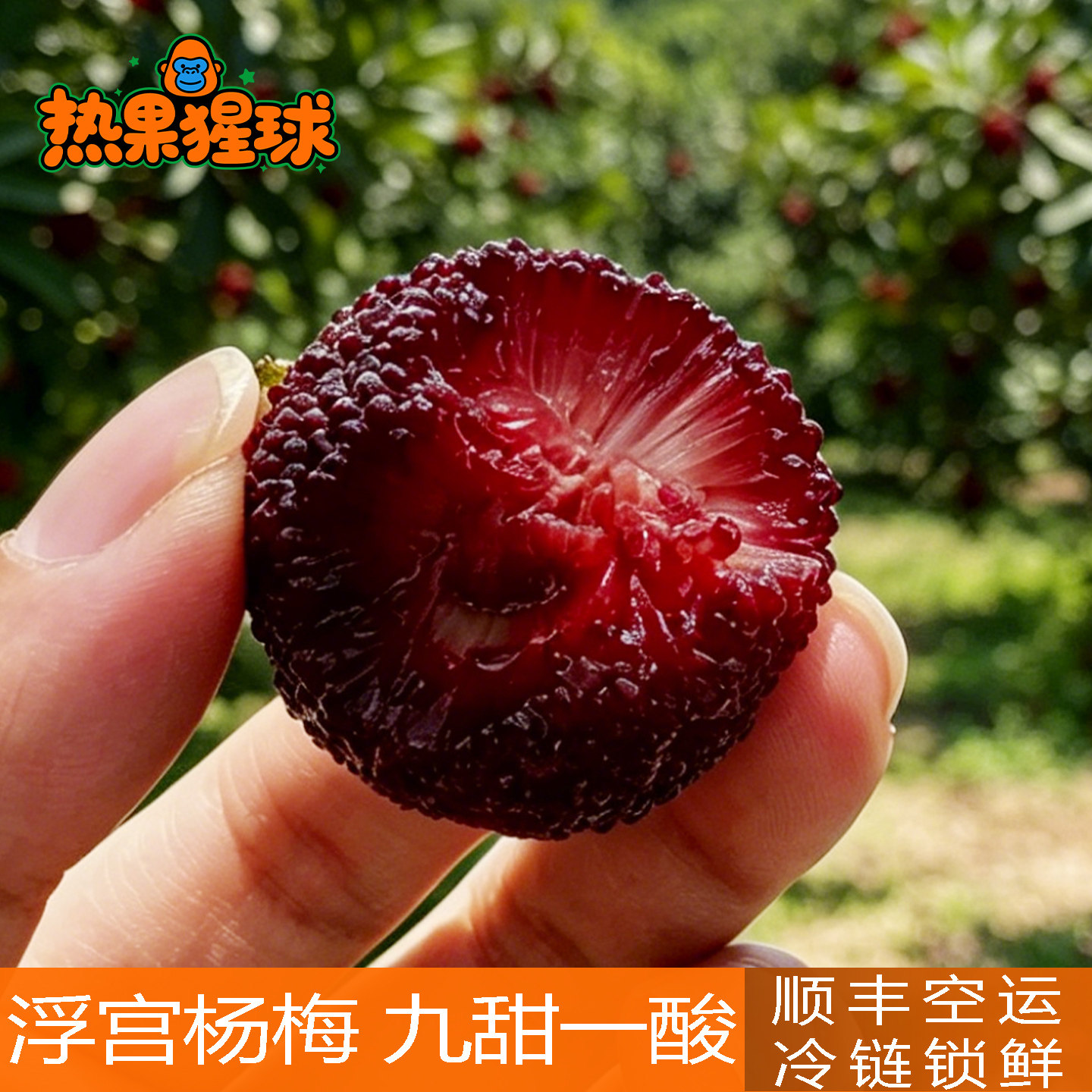 福建浮宫杨梅新鲜现摘老树时令当季孕妇水果泡酒顺丰空运包邮整箱