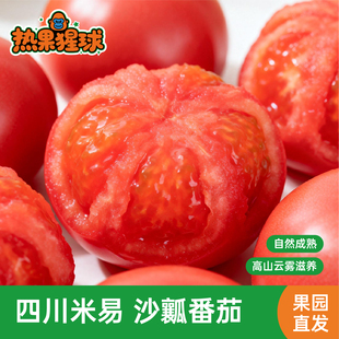 攀枝花米易普罗旺斯西红柿子沙瓤新鲜水果自然熟生吃大番茄蔬菜