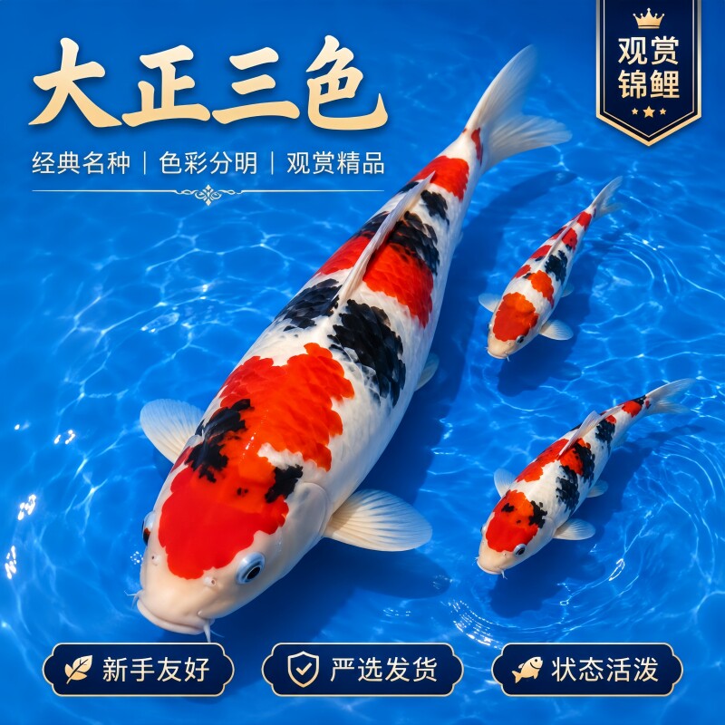 纯种大正三色锦鲤观赏鱼好养耐活