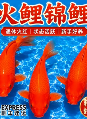 精品闪麟火鲤观赏鱼冷水鱼好养活