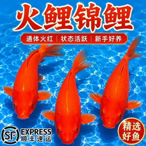 精品闪麟火鲤观赏鱼冷水鱼好养活