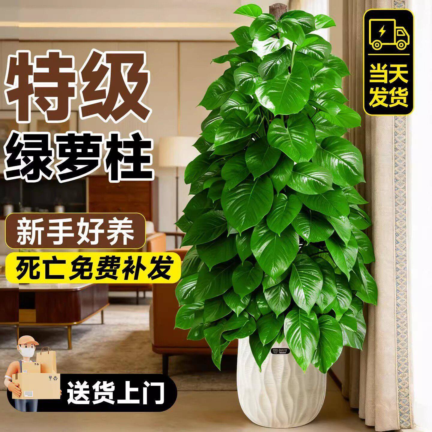 大叶绿萝柱大盆栽客厅大型绿植室内绿萝除甲醛净化空气植物好养活