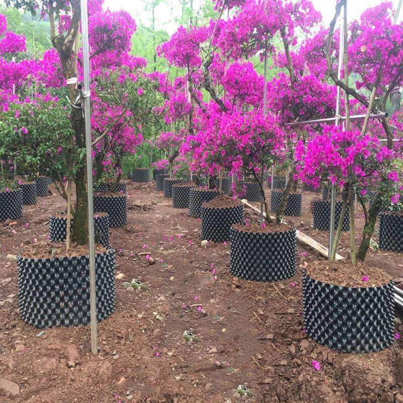 控根器种树围栏围板阻根器盆黑色塑料植树袋育苗胶板移苗阳台种菜