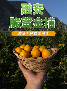 （自家老树果）广西融安脆蜜金桔原产地直发
