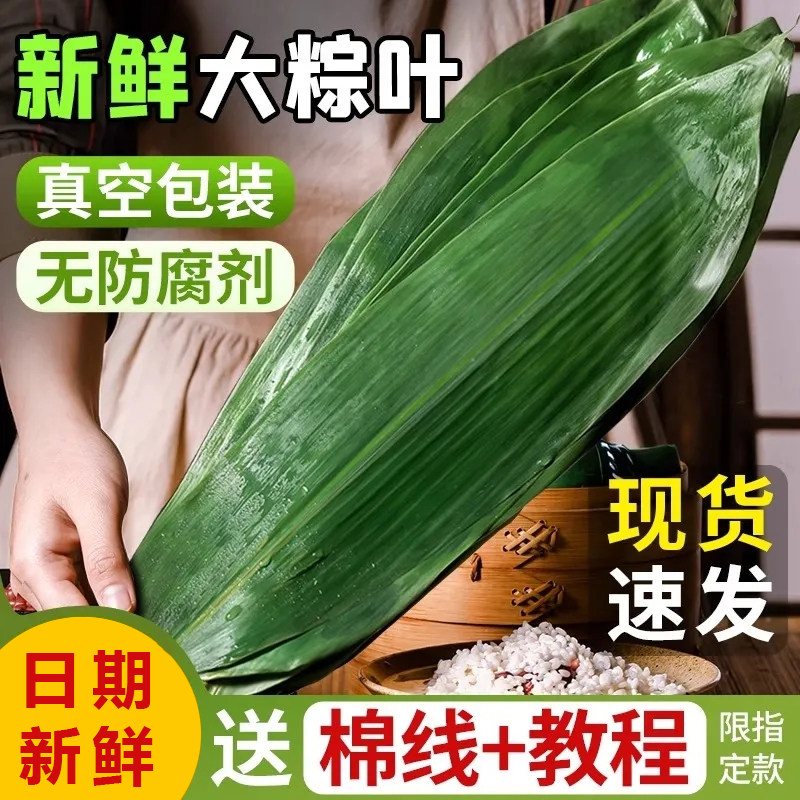 粽叶免邮新鲜大芦苇粽绳新鲜粽叶粽叶