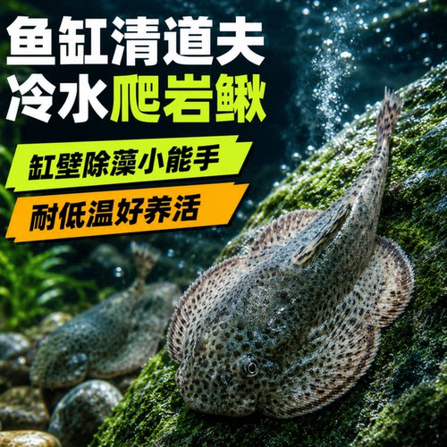 爬岩鳅原生冷水鱼清道夫异形鱼