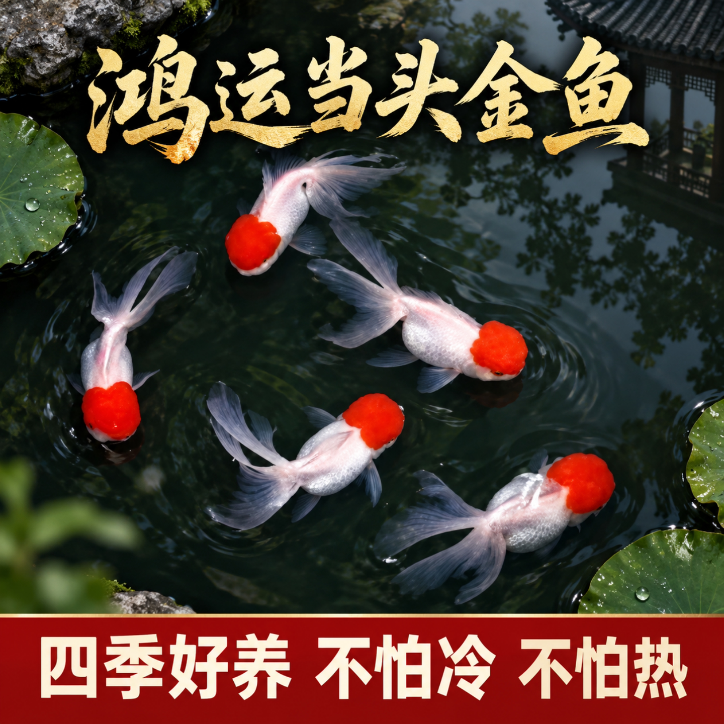 鸿运当头金鱼冷水鱼观赏鱼鹤顶红狮子头丹顶淡水新手好养耐活活鱼