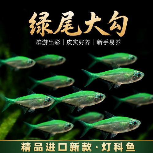 翡翠绿尾大勾淡水小型热带观赏鱼