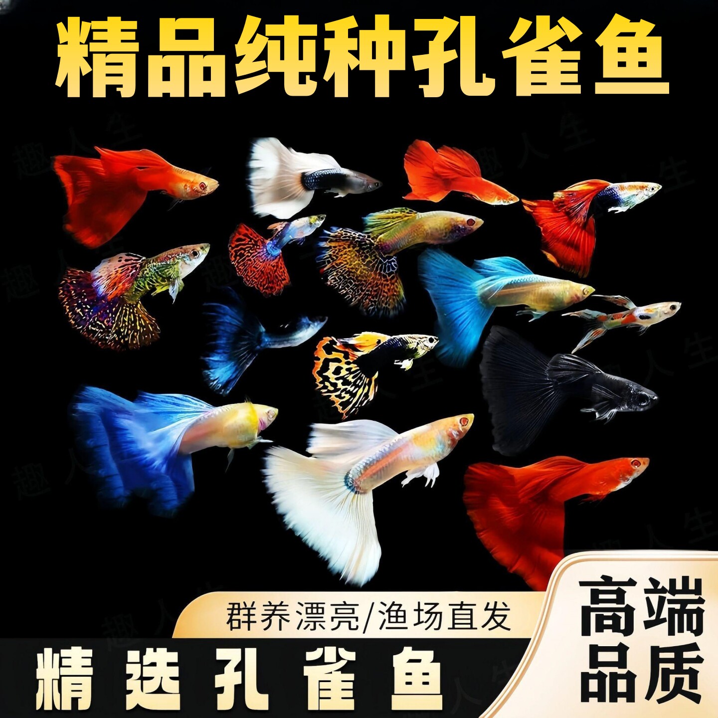 孔雀鱼活鱼观赏鱼精品纯种大尾巴图片