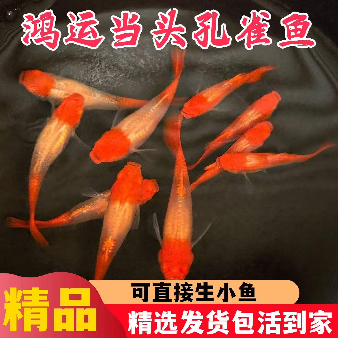 鸿运当头孔雀鱼精品纯种大尾巴图片