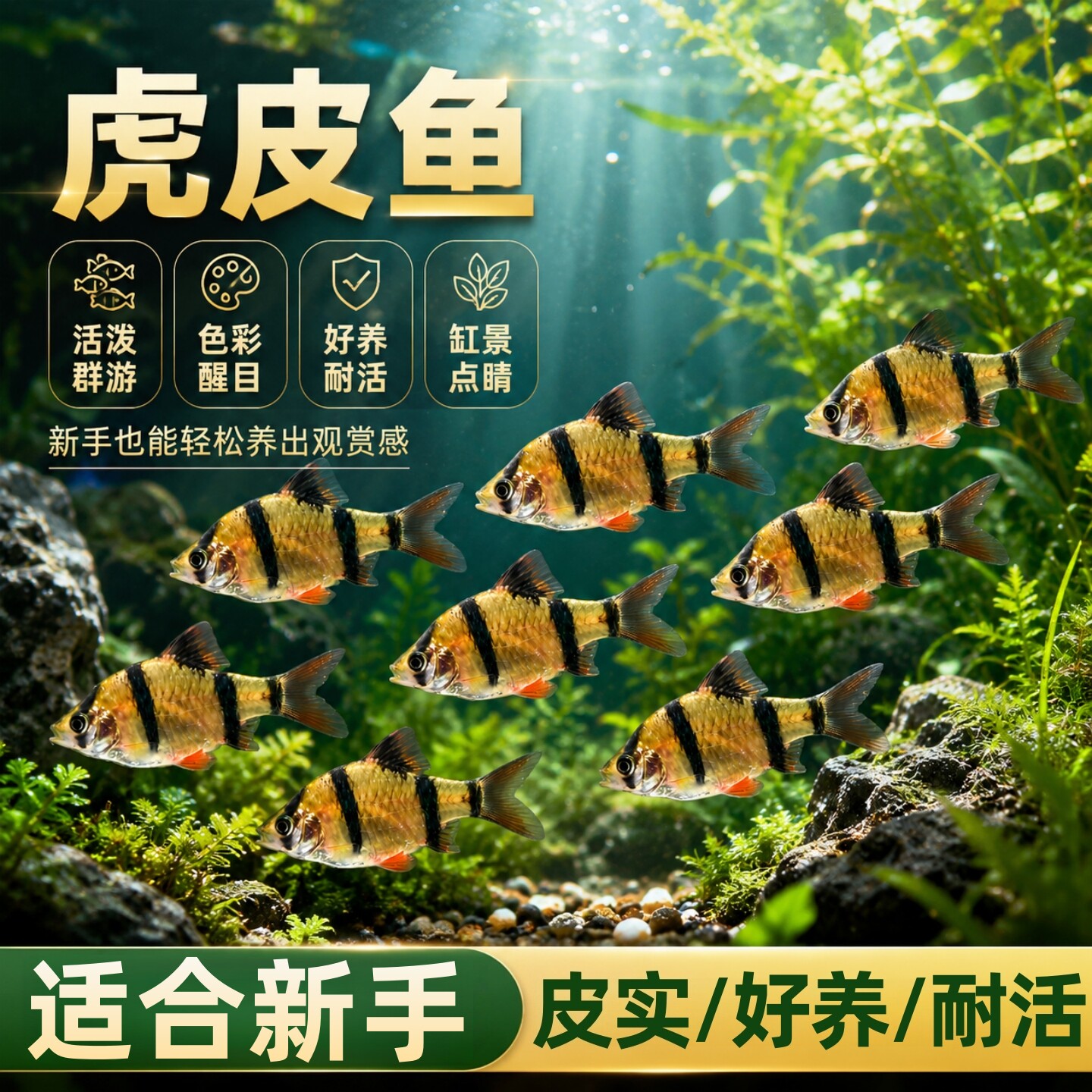 四间虎皮鱼新手好养耐活天使鱼热带小型淡水小丑鱼观赏鱼草缸活鱼