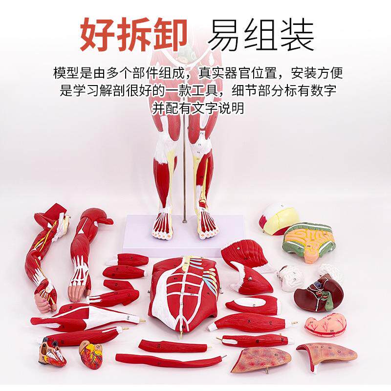 80CM人体全身肌肉模型内脏器官解剖结构组织拆卸运动 肌肉人模型