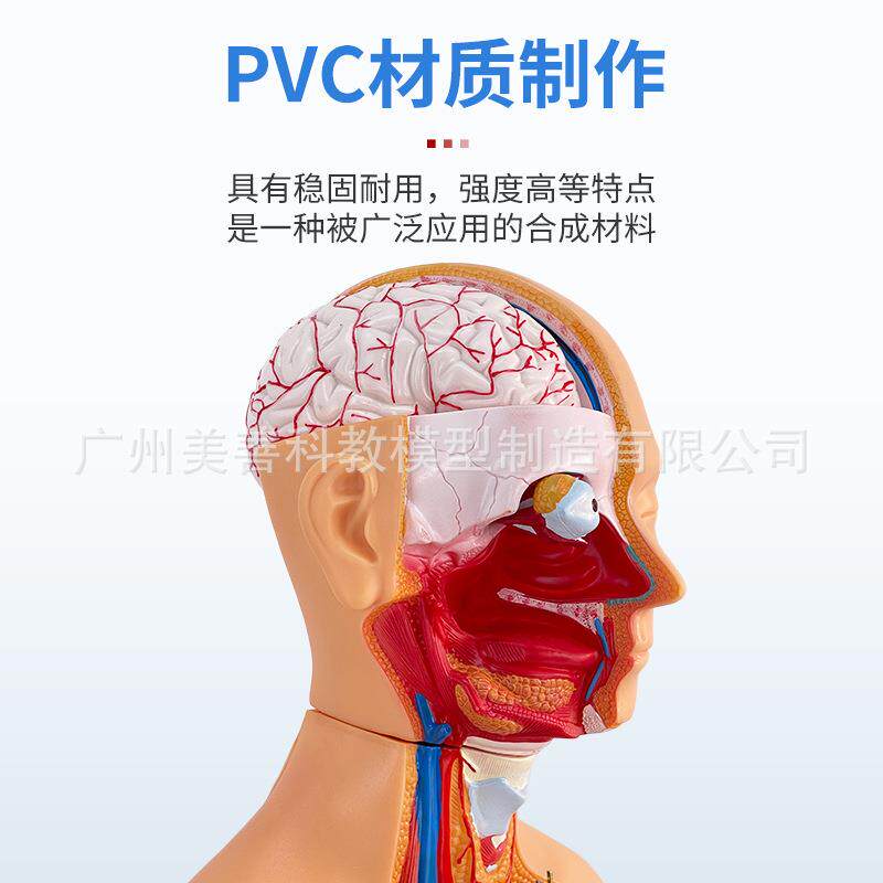 85CM两性躯干可拆23件人体器官结构组织解剖内脏器官结构分布结构