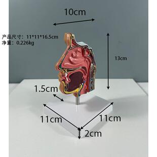 人体解剖模型骨骼人体鼻子鼻腔结构解剖耳鼻喉科模型C