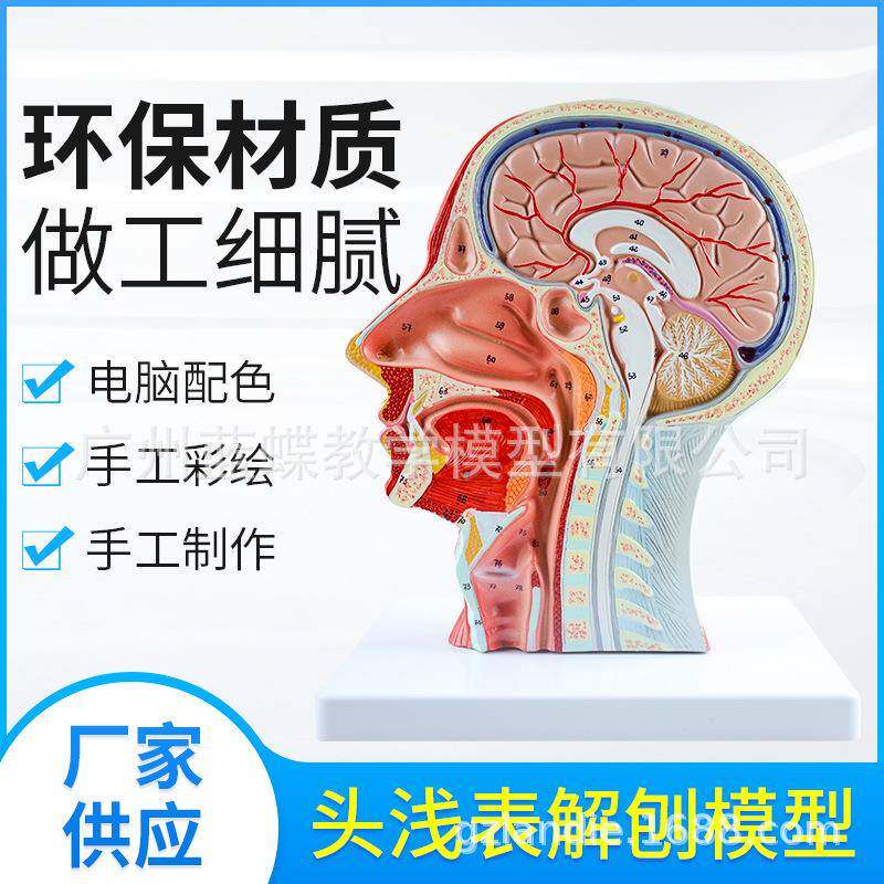 头部浅表 神经 血管分布模型 人体头部肌肉 头颅解剖构造血管模型