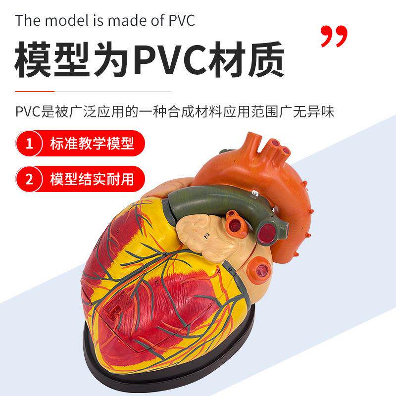 教学仿真5倍放大心脏模型心脏解剖心室心脏标本仿真人体器官医学