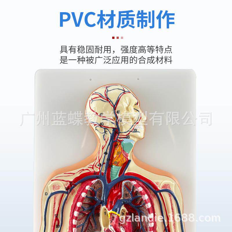 医学人体血液循环系统模型内脏心脏器官血管动脉神经系统解剖教具