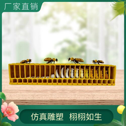 仿真蜜蜂摆件雕塑昆虫解剖玻璃钢工艺品装饰展馆户外园林景观厂家