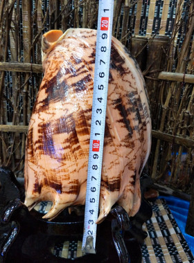 帝螺 天然大海螺贝壳 家居办公摆件 鱼缸水族箱造景收藏纪念品
