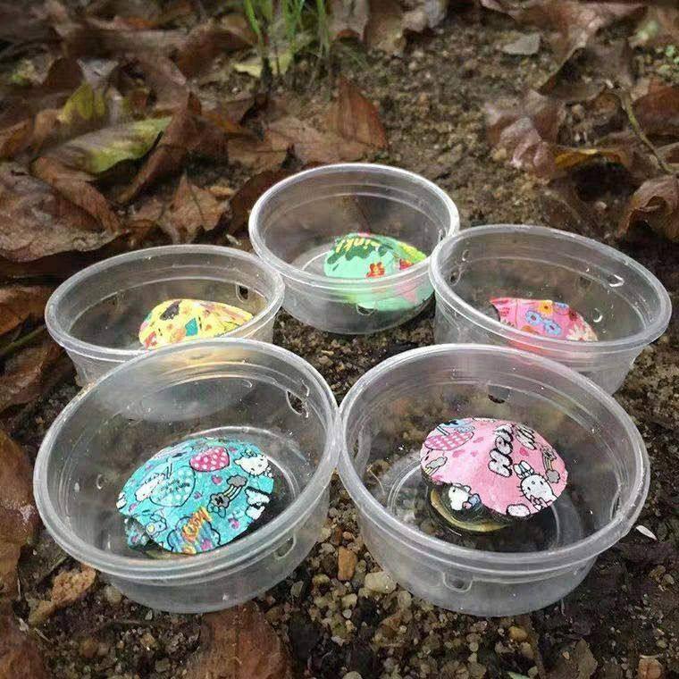 乌龟红耳龟小彩观赏现货炫彩乌龟活体厂家养殖摆摊大小宠物巴西龟,宠物/宠物食品及用品,龟/鳖,淘宝优惠券,粉丝福利购,淘宝优惠卷