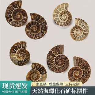 摆件新年菊石天然马达加斯加海螺家居古生物标本螺切片宜兴紫砂