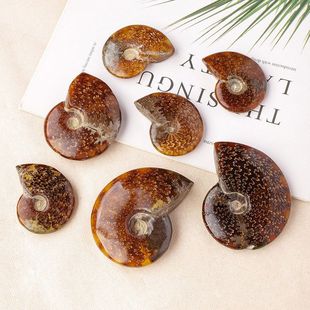 马达加斯加宜兴紫砂新款工艺品红色螺海螺标本海螺天然菊石原石