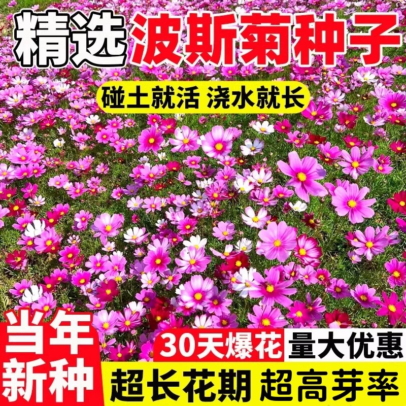 波斯菊种子格桑花种籽子七彩四季开花好养易活庭院室外耐寒花种孑