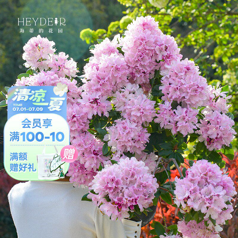 海蒂的花园旗舰店落叶杜鹃花卉盆栽羊踯躅庭院耐寒灌木花量大丰花
