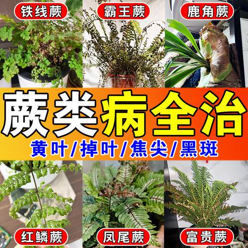 蕨类植物营养液黄叶掉叶叶子发黄焦尖黑斑肥料霸王铁线凤尾蕨养护