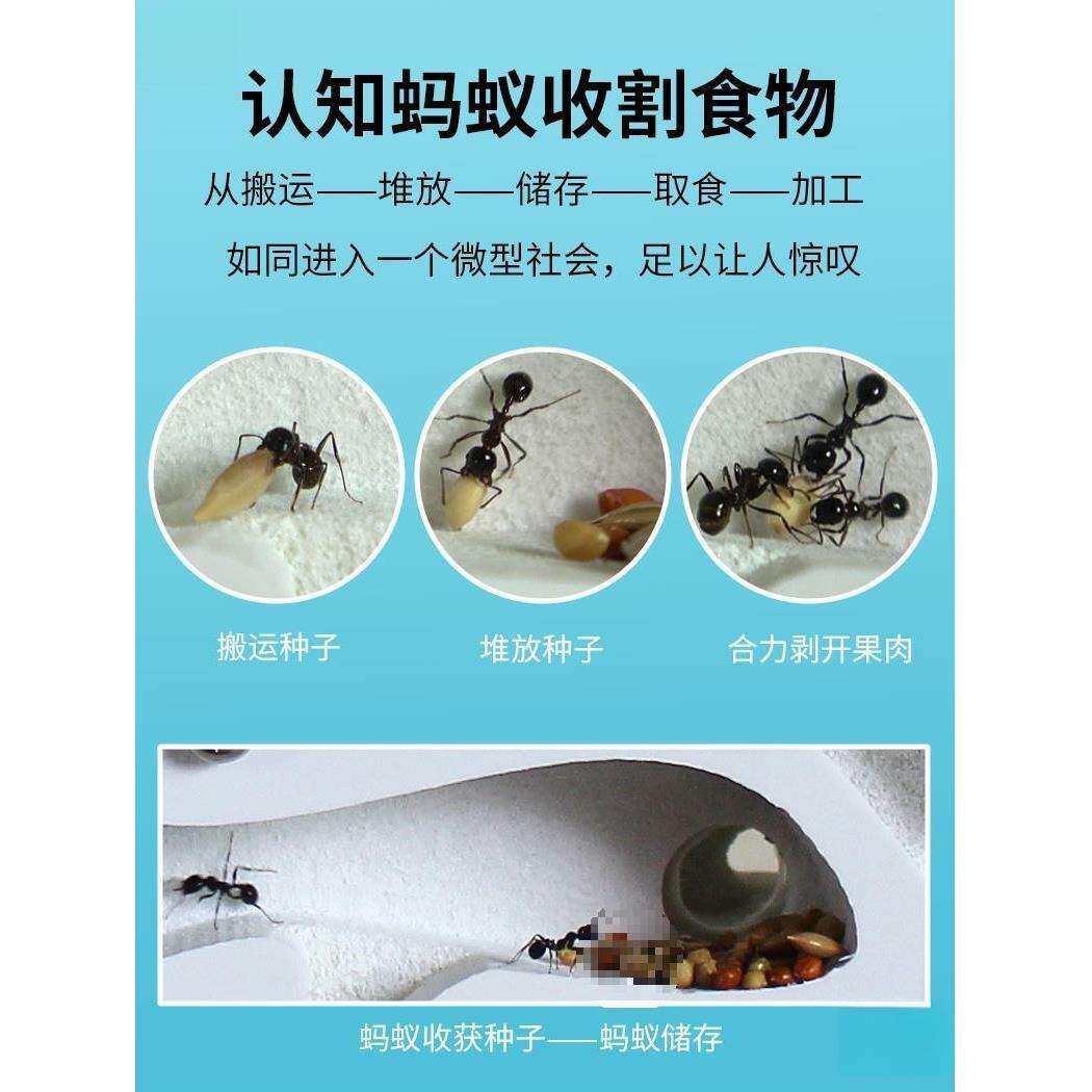 城堡工坊收获蚁蚁巢宠物学生学校生物观察送蚁后产卵