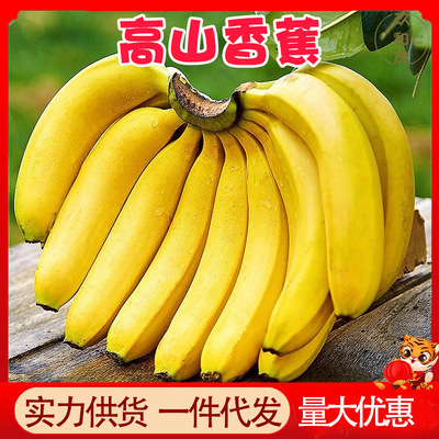 正宗高山香蕉5斤整箱云南新鲜banana当季水果3批发包邮10广西芭蕉