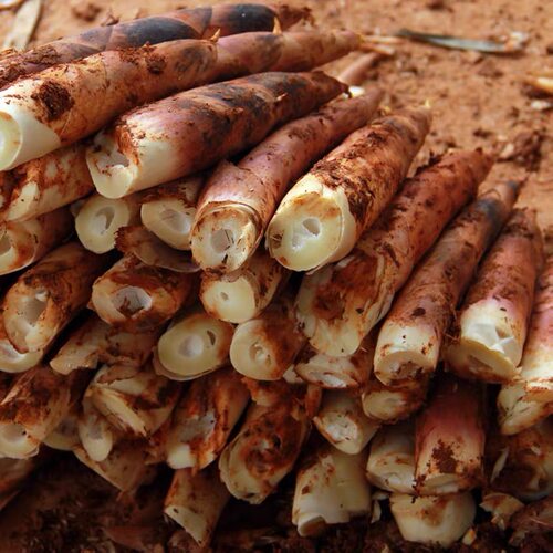 【团长专享】头茬黄土地现挖现发雷公鲜春笋5斤