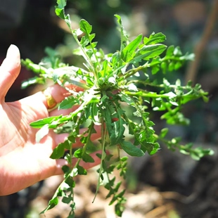 【大姚推荐】野生荠菜4斤