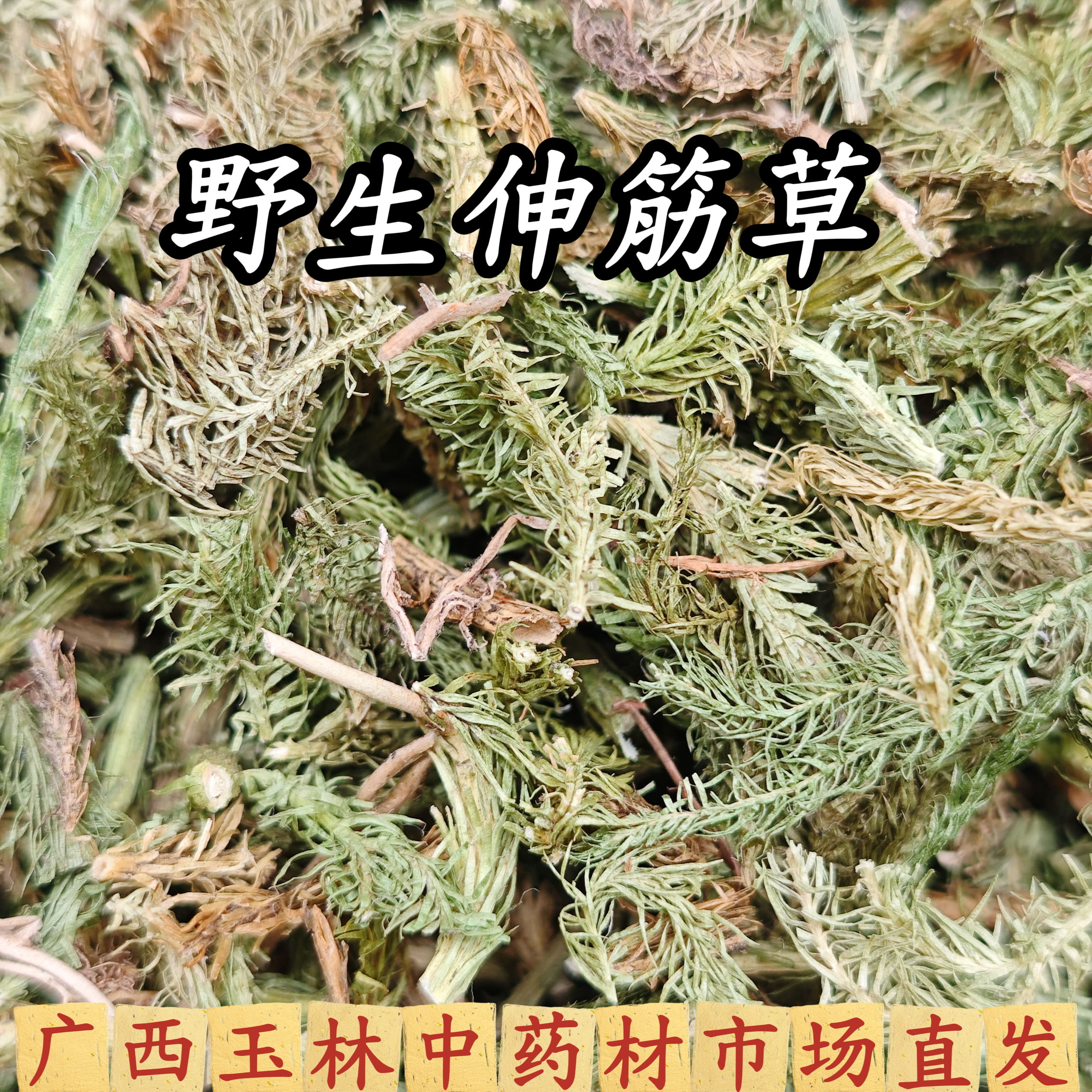 野生伸筋草药材舒筋草石松狮子草
