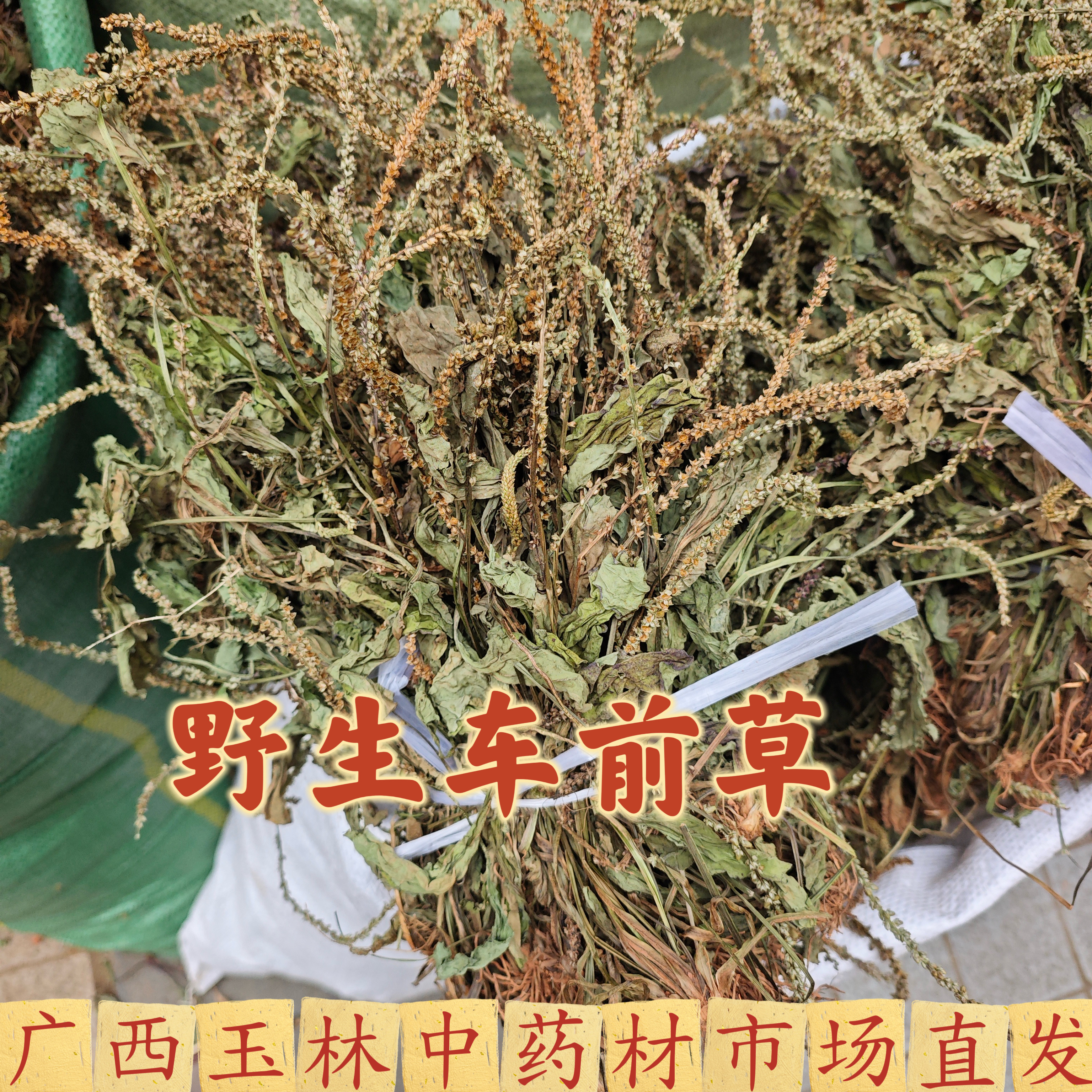 广西野生车前草煲汤泡水无杂无硫