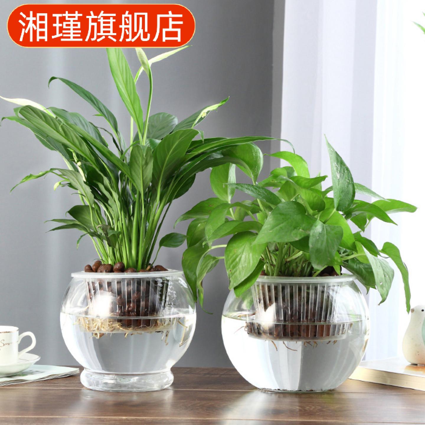 促销水培绿萝专用加厚玻璃圆球瓶