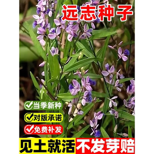 远志种子抽芯远志苗材非野生远志种籽特级500g克可做茶