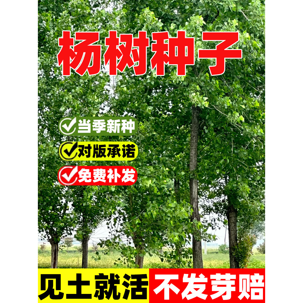 杨树白毛杨种子毛白杨四季种植杨絮种籽子易活行道树园林道路绿化