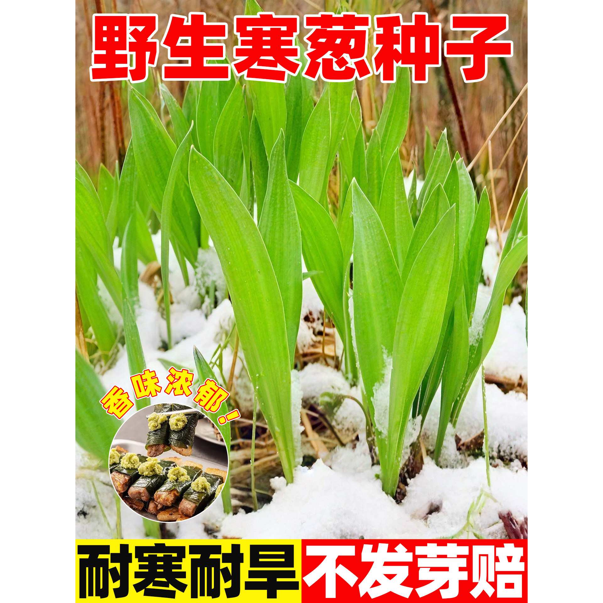 野生寒葱种子庭院山葱种子盆栽大田四季皆宜种植南北方野菜种籽孑