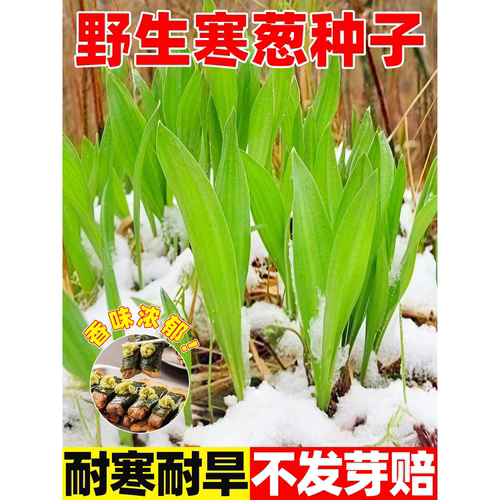 野生寒葱种子庭院山盆栽大