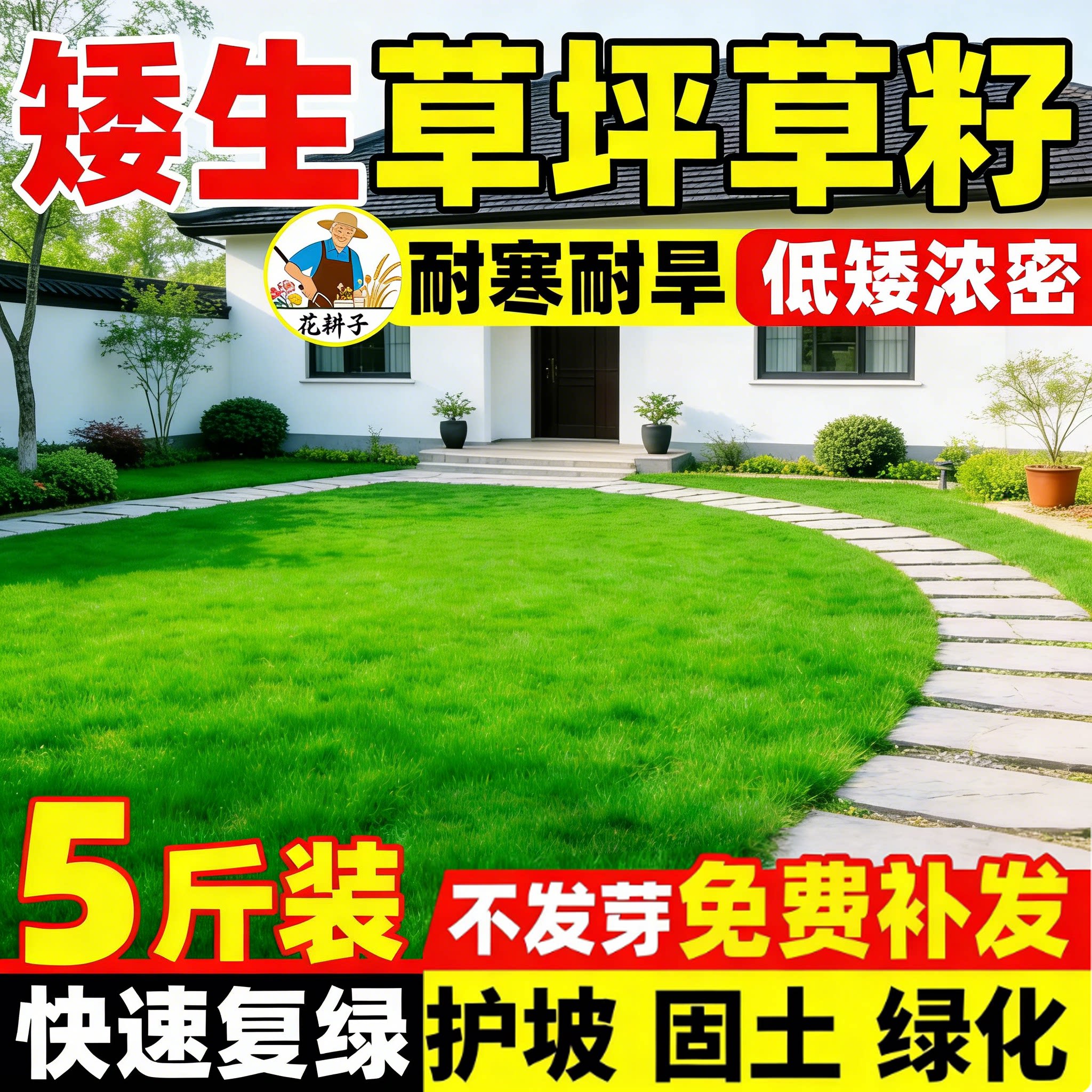草坪籽矮生四季播种耐寒旱