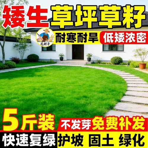 草坪籽矮生四季播种耐寒旱