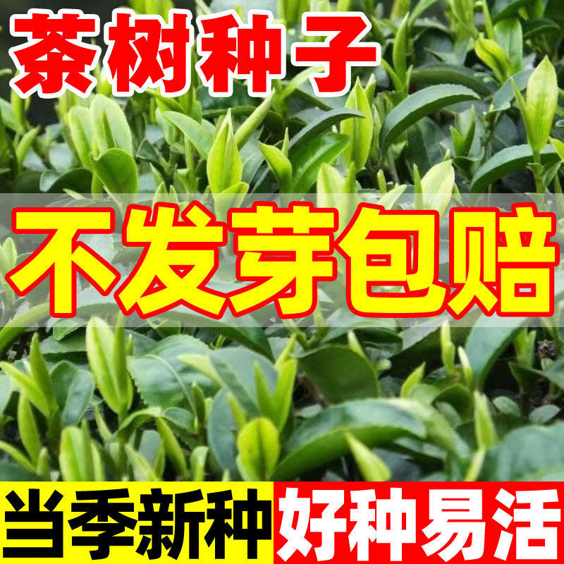 茶树种籽绿茶种子四季茶叶种孑茶树籽绿茶籽特早茶花耐寒茶叶种子