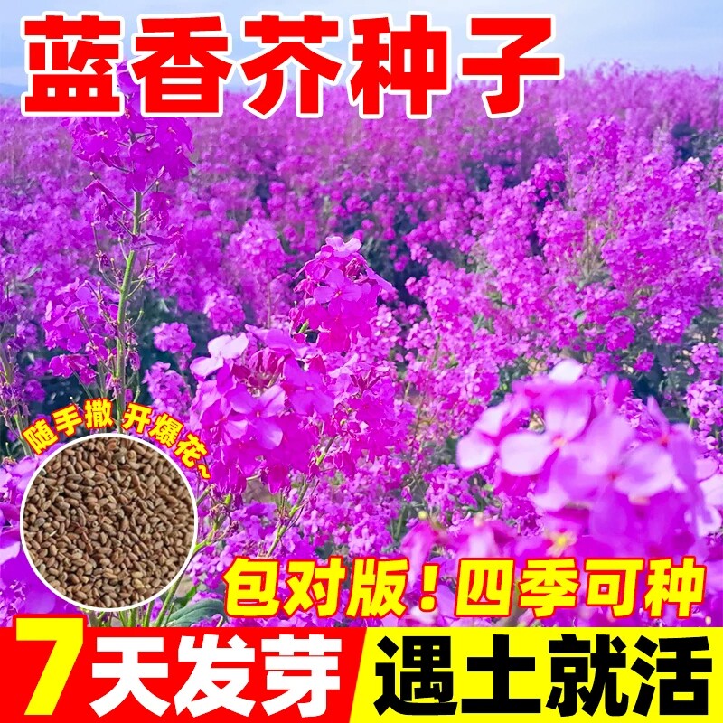 蓝香芥种子易活花卉四季种七彩油菜花籽庭院阳台盆栽苗景观花种子