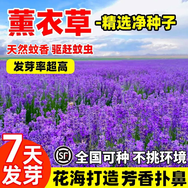 普罗旺斯薰衣草花籽四季播种易活室内阳台庭院驱蚊虫香草种子孑苗