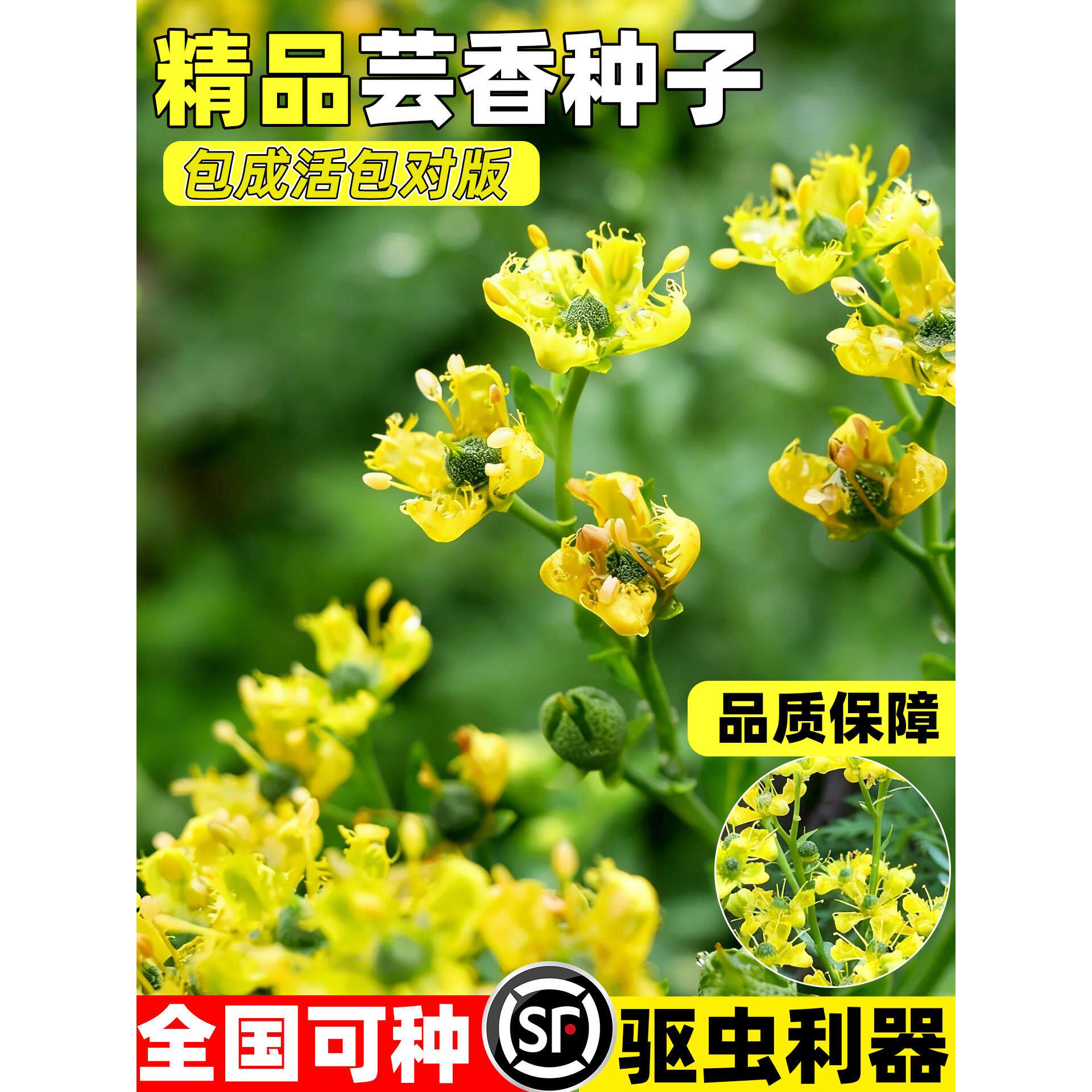 芸香种子食用小香茅草臭草石灰草驱蚊防虫盆栽春秋播七里香草种籽