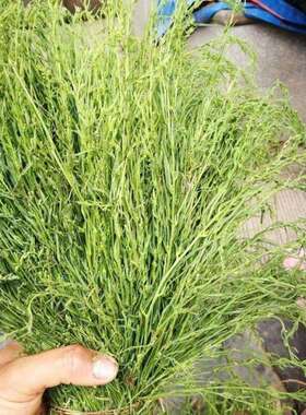 麦黄草种子百蕊草小米草一棵松凤芽蒿青龙草打食草石菜子松毛参籽