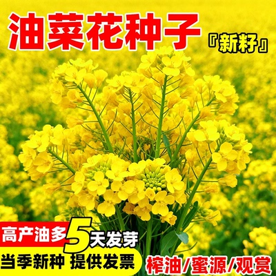 油菜籽耐寒抗旱四季播种花海蜜源观赏食用榨油北方种子油菜花种籽