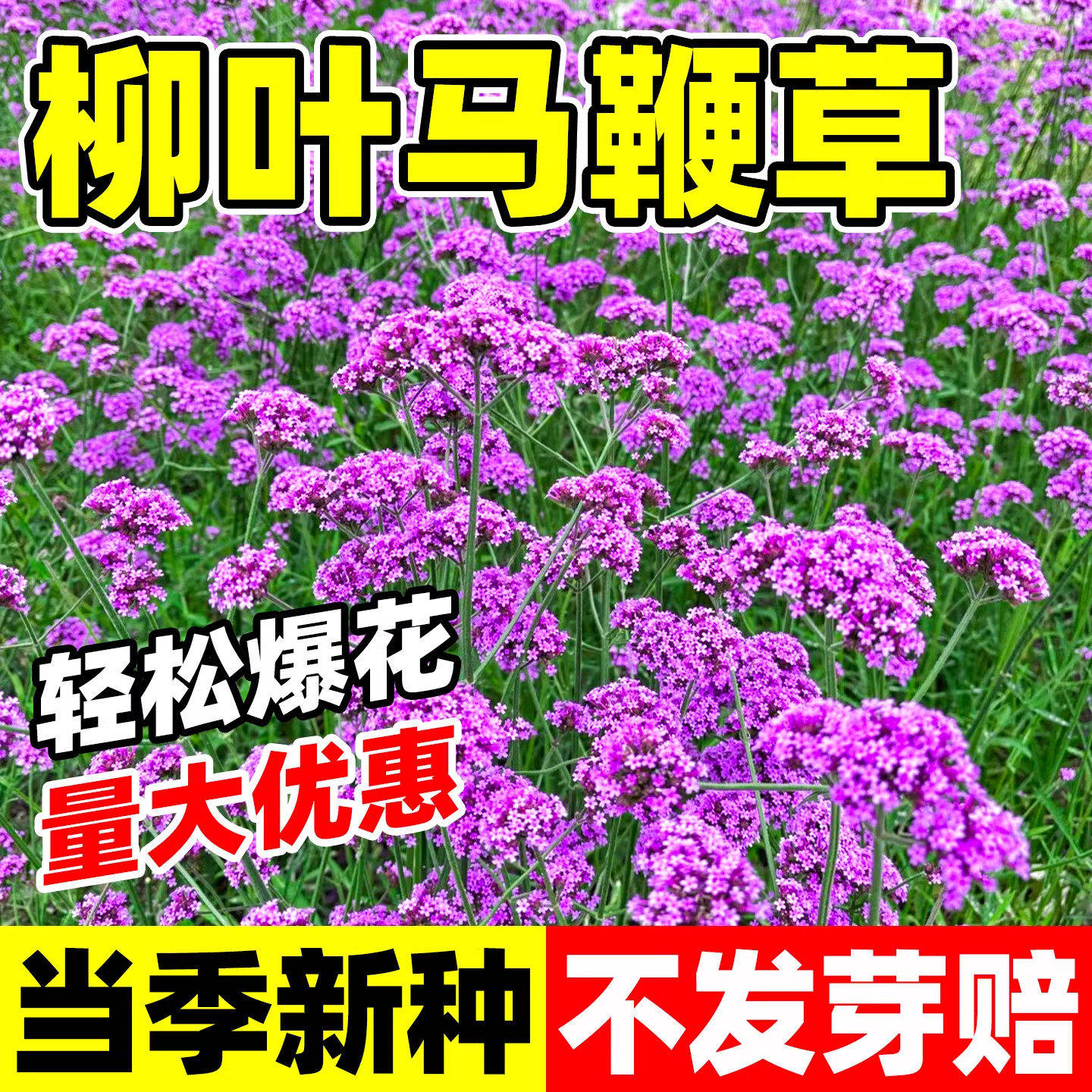 柳叶马鞭草籽室外庭院景观绿化网红花海婚纱摄影花卉四季盆栽种子
