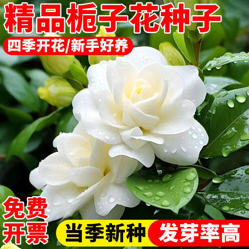 栀子花种子重瓣大叶小叶栀子花种籽四季浓香绿植盆栽花卉室内植物